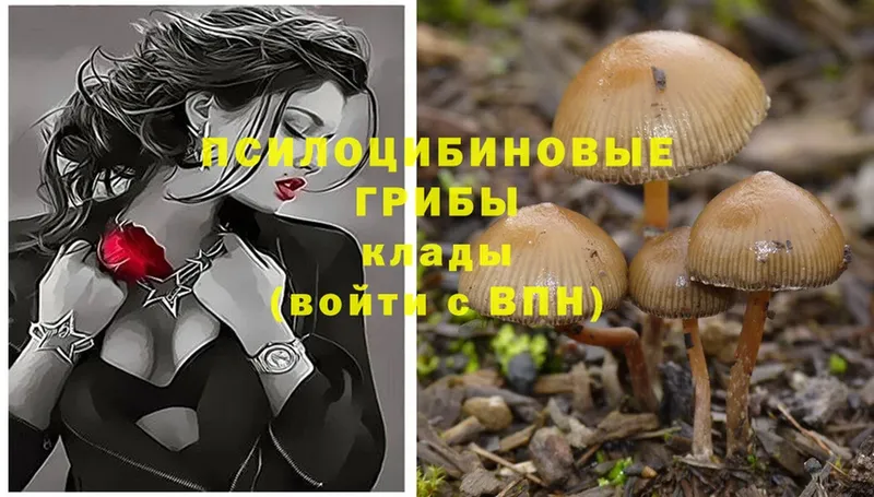 Псилоцибиновые грибы Psilocybe  Севск 